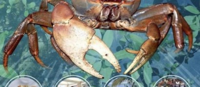 Fête du crabe 2023 : rencontre avec nos traditions