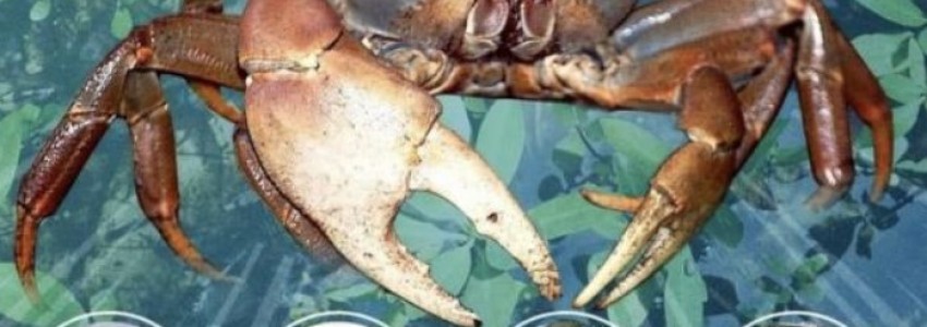 Fête du crabe 2023 : rencontre avec nos traditions