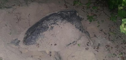 Sur les traces d'une tortue marine