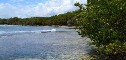 Balade guidée : littoral et mangrove, écosytèmes en mouvement