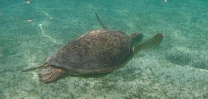 Les tortues marines des fonds marins sur un bateau à fond de verre