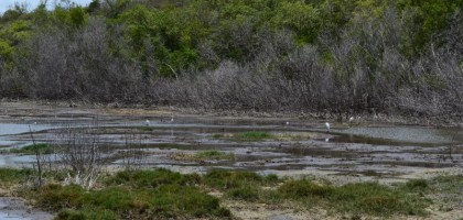 Fête de la nature : Découverte du littoral et de la mangrove