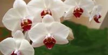 Pot d'or - Pépinière spécialisée dans les orchidées