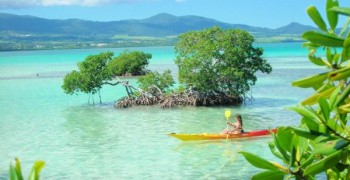 Randonnée en kayak : découverte de la mangrove et du Grand Cul de Sac Marin