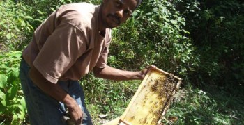 Miel de Guadeloupe