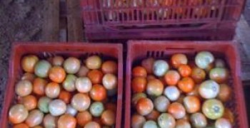 Tomates de Guadeloupe