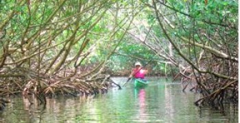 visite de la Mangrove en canoë kayak ou paddle