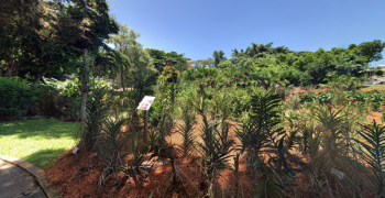 Jardin botanique de Basse-Terre