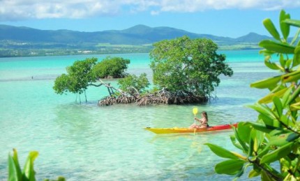 Randonnée en kayak : découverte de la mangrove et du Grand Cul de Sac Marin