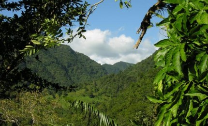 Randonnées avec l'Organisation des Guides de Montagne de la Caraïbe-OGMC