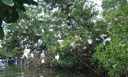 Clarisma Tour : visite de la Mangrove
