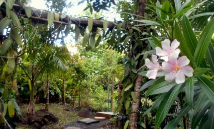 Bleu Vanille - kaz et jardin - gîte dans un jardin de charme