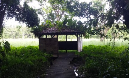 Taonaba : Maison de la mangrove