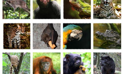 Zoo de Guadeloupe Parc des Mamelles